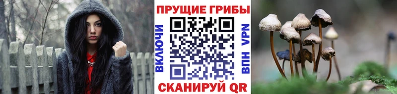 Галлюциногенные грибы Psilocybe  Дмитриев 